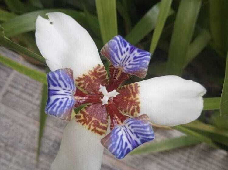 酒店 Lake Gardens Arenal Villas