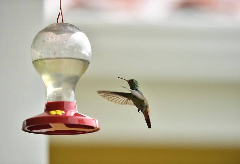 酒店 Lake Gardens Arenal Villas