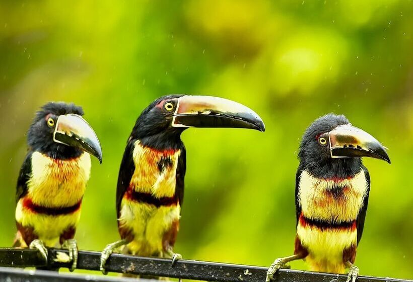 酒店 Lake Gardens Arenal Villas