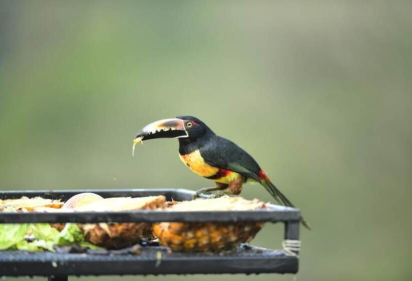 酒店 Lake Gardens Arenal Villas