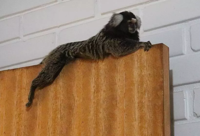 ホテル Pousada Alegria Do Cowboy