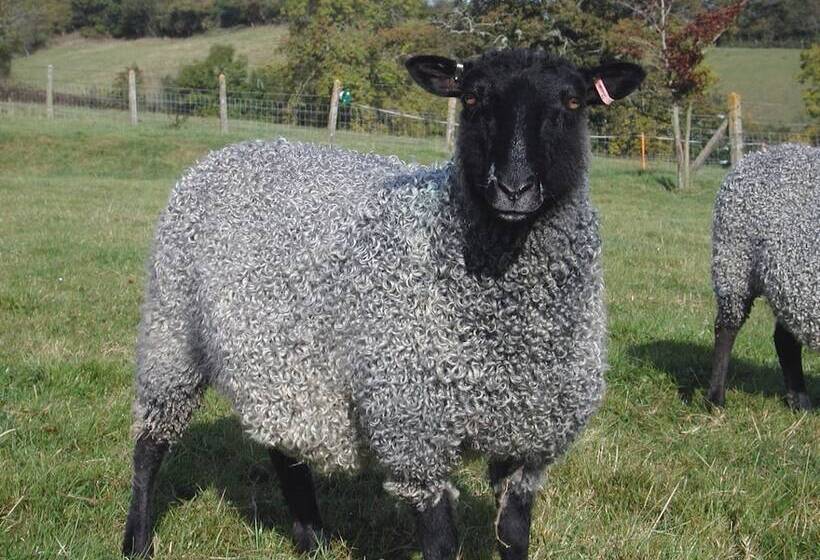 Whitehall Farm Cottage