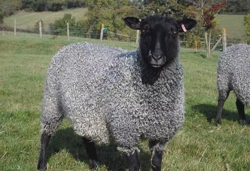 Whitehall Farm Cottage