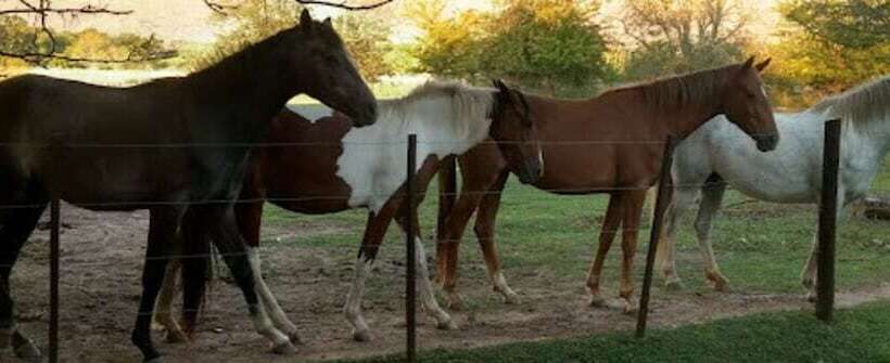 호텔 De Campo Granja El Aromo