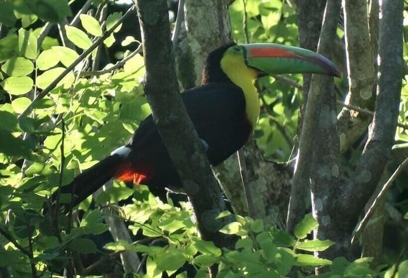 Hotel Playa Grande Lodge & Tree House