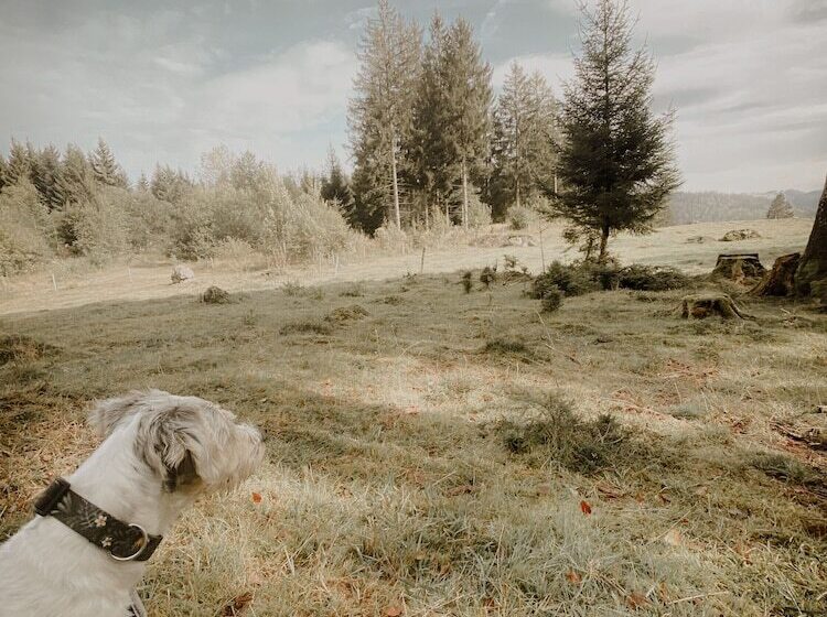 Lieblingsort Schwarzwald Chalets