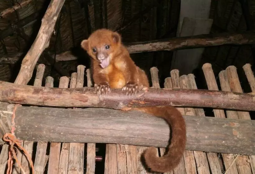 هتل Coco Cabañas