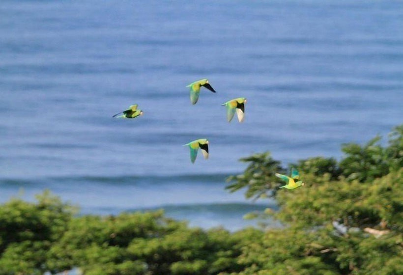 فندق Santa Teresa Surf Vista Villas