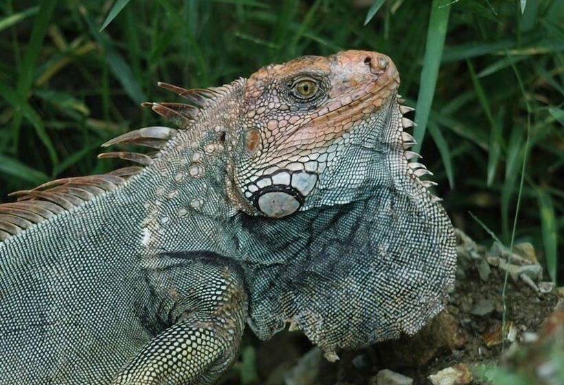 فندق Santa Teresa Surf Vista Villas