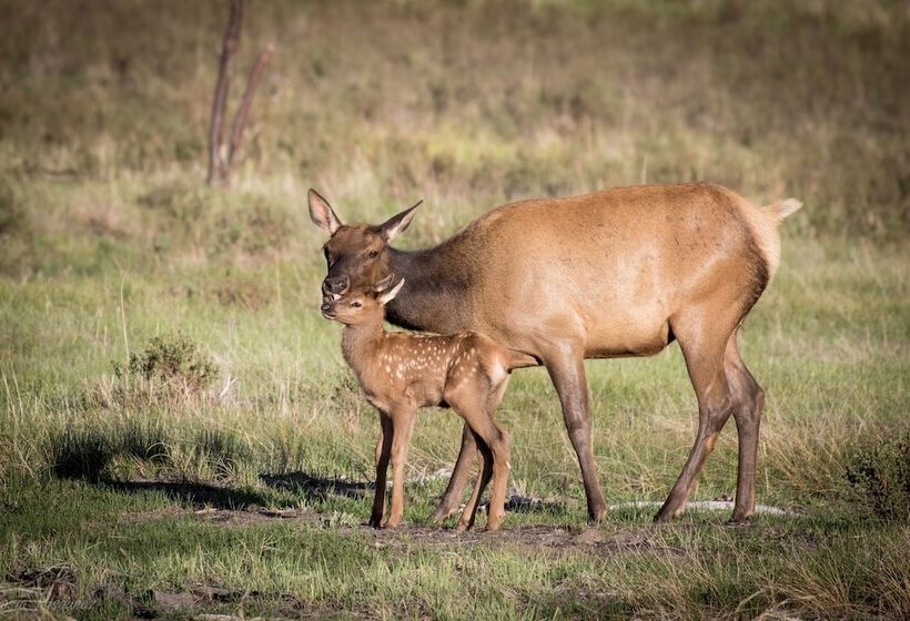 Murphy S Riverside    Ev #3178 2 Bedroom Cottage By Redawning