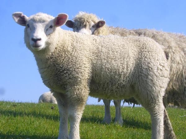 ホテル Garni Deichgraf