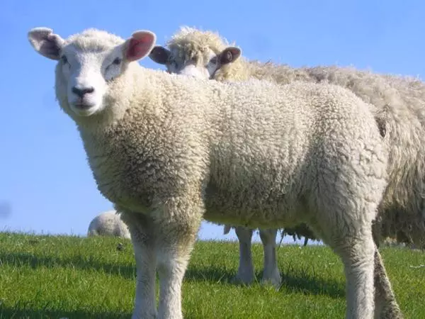 ホテル Garni Deichgraf