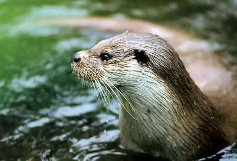 ホテル Traumzeithof