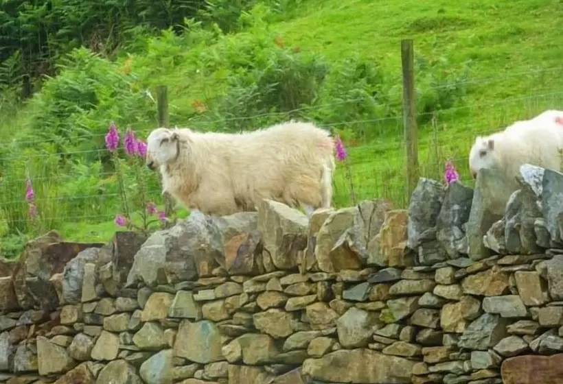 Tyn Llwyn