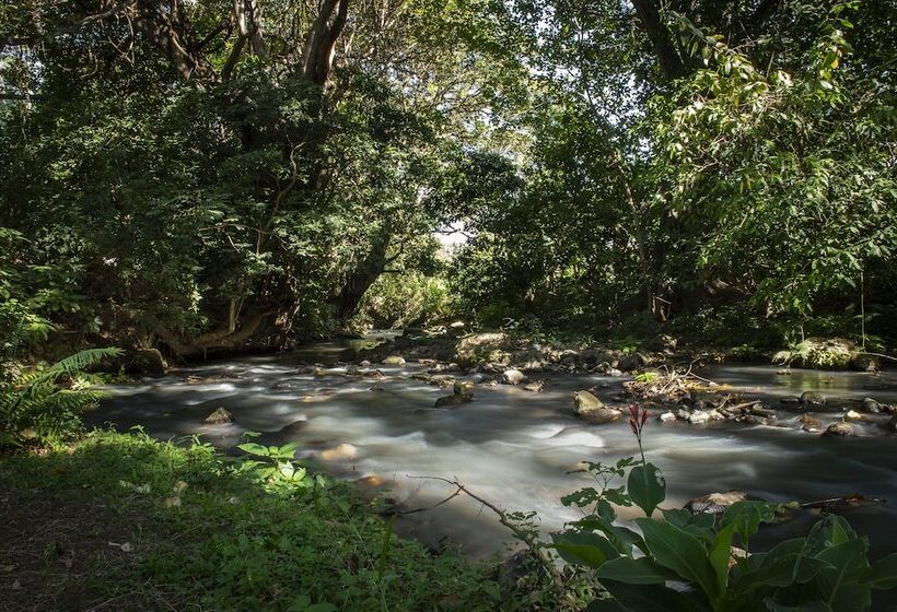 בית מלון כפרי Rivertrees Country Inn