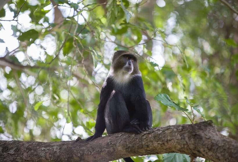 בית מלון כפרי Rivertrees Country Inn