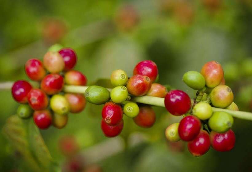 בית מלון כפרי Rivertrees Country Inn