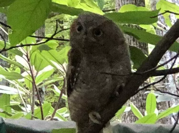 Misty Creek Log Cabins