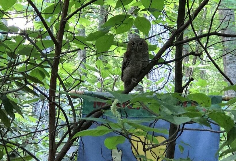 Misty Creek Log Cabins