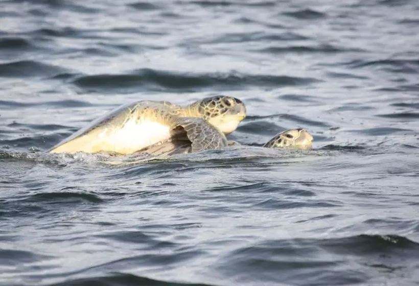 ホテル Cabinas Sunset Tortuguero