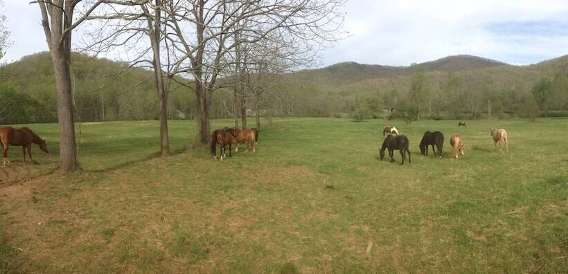 乡村酒店 Pisgah View Ranch