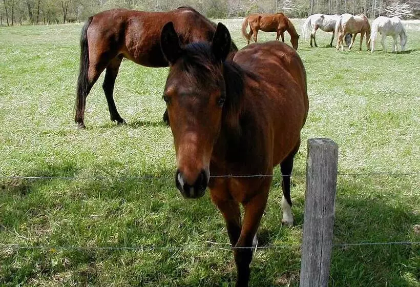 Maaseutuhotelli Pisgah View Ranch