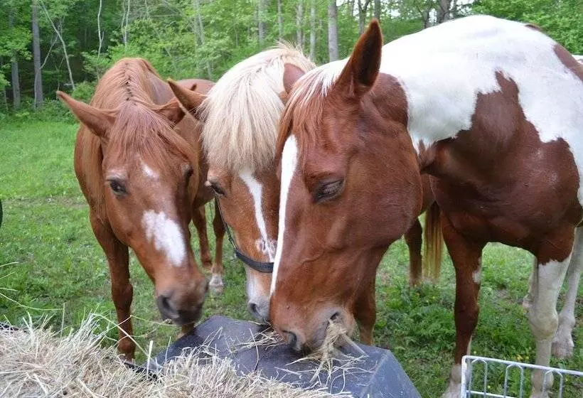 Maaseutuhotelli Pisgah View Ranch