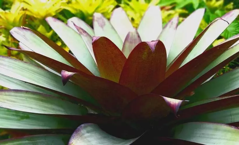 ホテル Schumann S Resort & Park