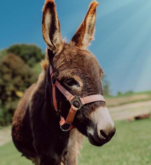 Familienhotel Friedrichshof