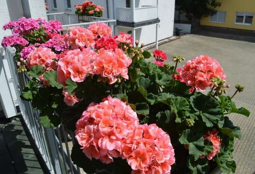 בית מלון כפרי Arosa