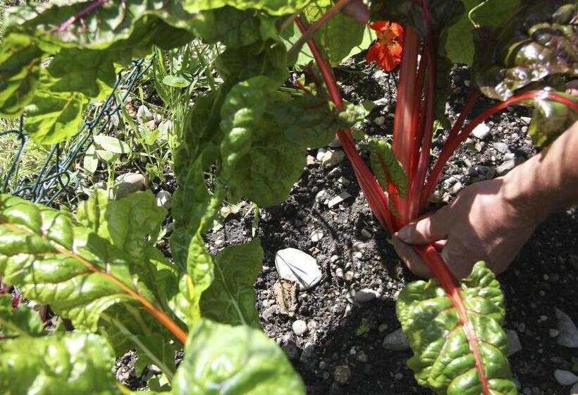 بنسيون Gasthof Alte Post   Restaurant Offen