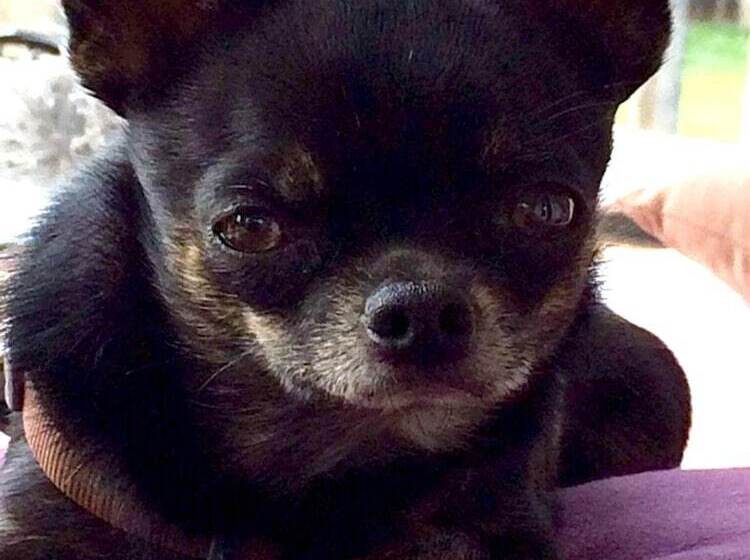 فندق Zum See Garni