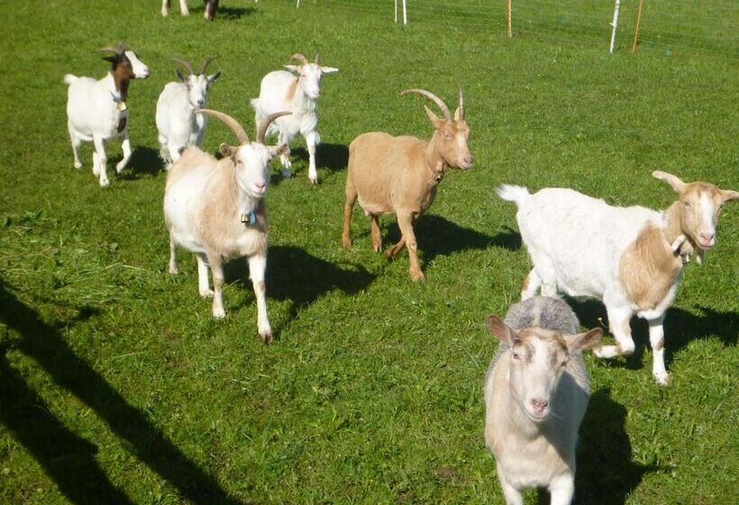 Pensão Gästehaus Hofer