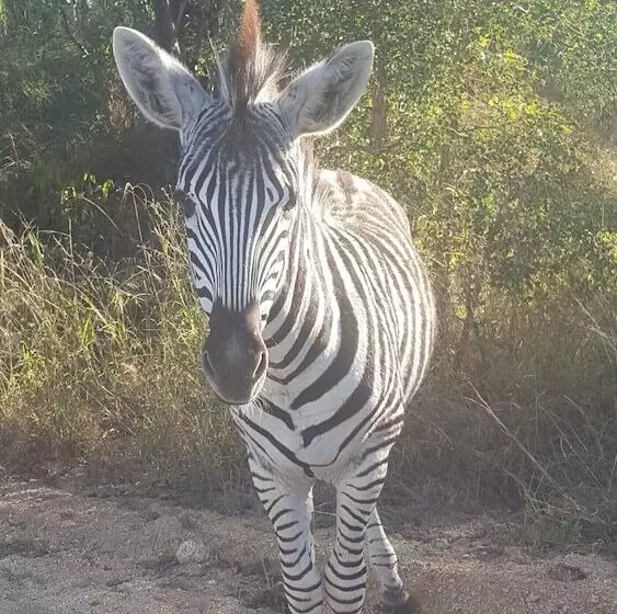 Kruger National Elephant Point Lodge