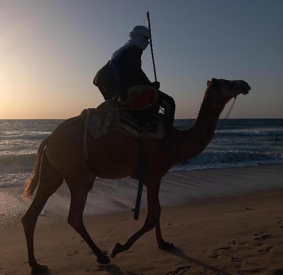 پانسیون Transit