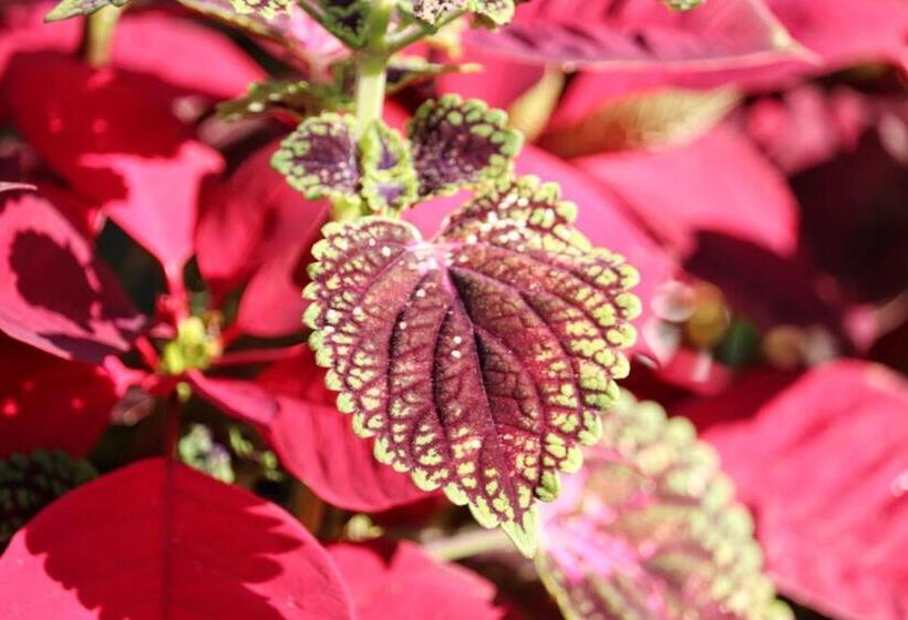 膳宿费 Solarte Hostel