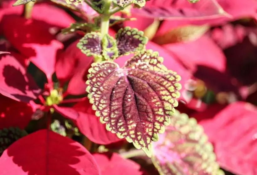 Majatalo Solarte Hostel