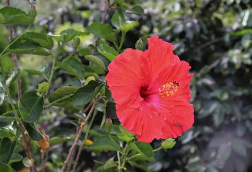 Majatalo Solarte Hostel