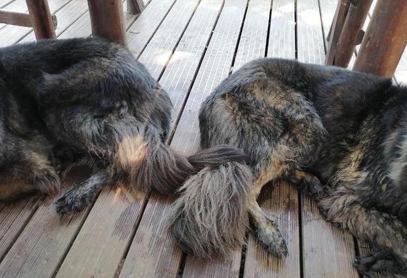 פנסיון 33 On Smuts Selborne