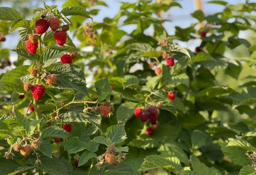 Pensão Green Training Center