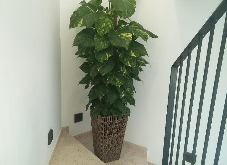 پانسیون Algarpapa Rooms