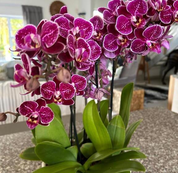 פנסיון Tree Aloe Guest House