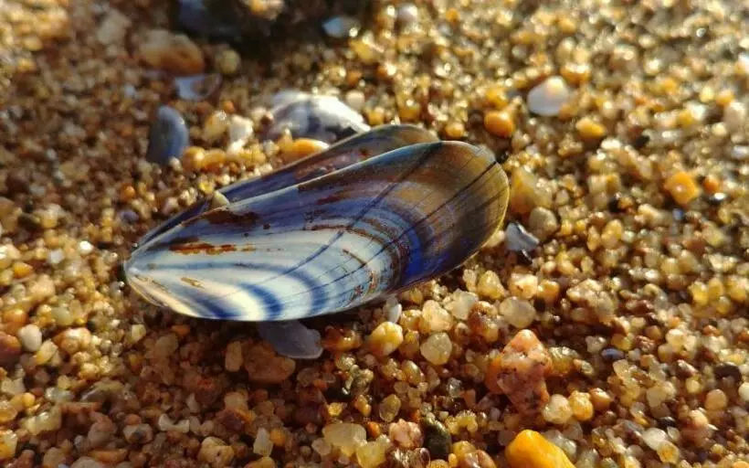 Aamiaismajoitus (B&B) Chambre D Hôtes Près De La Plage