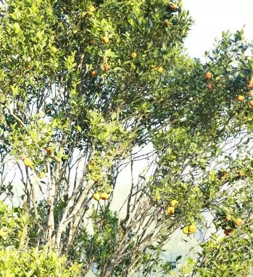 The Nirvana Resort Munnar
