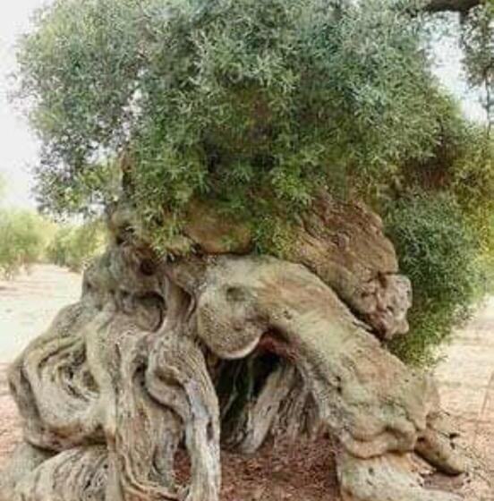 ベッドアンドブレックファースト Home Sweet Home