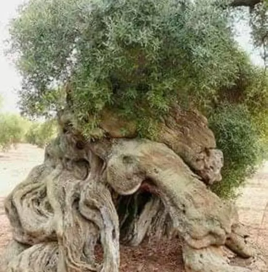 Aamiaismajoitus (B&B) Home Sweet Home