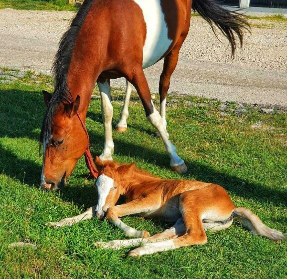 پانسیون Etno Selo   Guest House Etno Village   Trsa