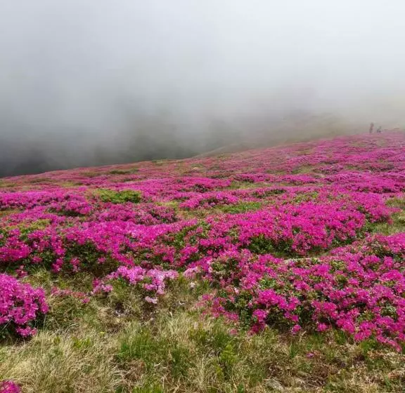 ペンション Casa Bujor De Munte Dragoslavele