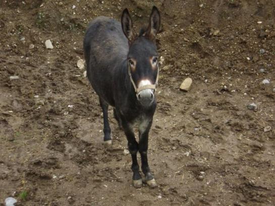 Bauernhof Sabine Waldner