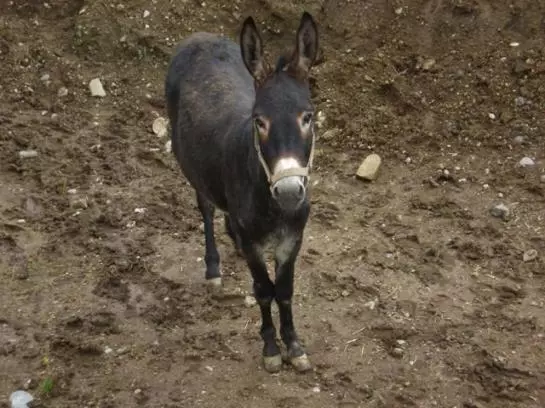 Bauernhof Sabine Waldner